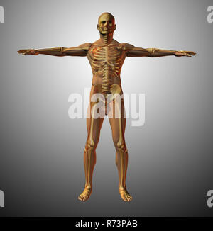 Vitruvianische Mensch Interpretation. Anatomie Stockfoto