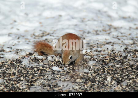 Kleine Eichhörnchen auf Brach-/Petit écureuil sur Branche Stockfoto