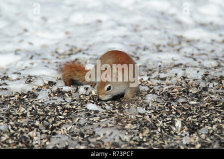 Kleine Eichhörnchen auf Brach-/Petit écureuil sur Branche Stockfoto