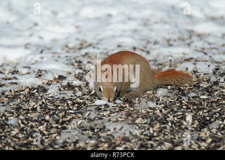 Kleine Eichhörnchen auf Brach-/Petit écureuil sur Branche Stockfoto