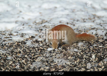 Kleine Eichhörnchen auf Brach-/Petit écureuil sur Branche Stockfoto