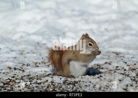 Kleine Eichhörnchen auf Brach-/Petit écureuil sur Branche Stockfoto