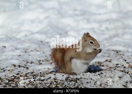 Kleine Eichhörnchen auf Brach-/Petit écureuil sur Branche Stockfoto