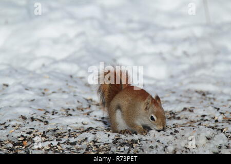 Kleine Eichhörnchen auf Brach-/Petit écureuil sur Branche Stockfoto