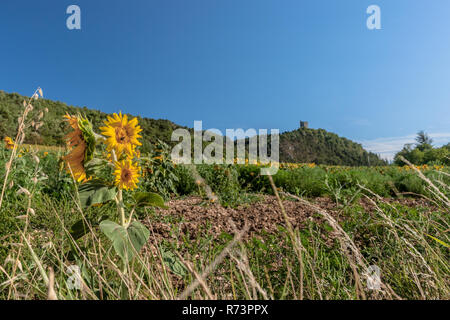 Landwirtschaft Landschaft mit wunderschön beleuchtet leuchtenden Sonnenblumen im harten Wind. Ein Sonnenblumenfeld gegen den Berg Wände und Hügel in der Nähe von Valence Stockfoto
