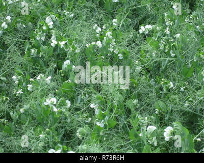 Blühende Erbsen in das Feld ein. Blüte der Hülsenfrüchte. Blumen von Erbsen Stockfoto