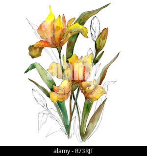 Gelbe Iris Blumen Blumenstrauß. Aquarell Hintergrund Abbildung. Aquarell isoliert Blumenstrauß Element. Stockfoto
