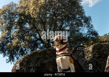 Ziemlich Beagle Hund wacht über einen großen Felsen Stockfoto