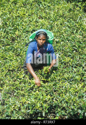 Nurya Elyia: tamilische Frauen arbeiten in den Tee Pflanzen von Sri Lanka zu arbeiten. Stockfoto