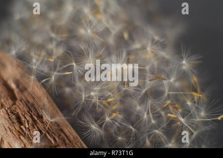 Makro Löwenzahn Flusen und antikem Holz in Grau Ton Stockfoto