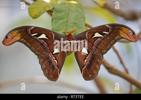 Schmetterling atlas Spinner Stockfoto