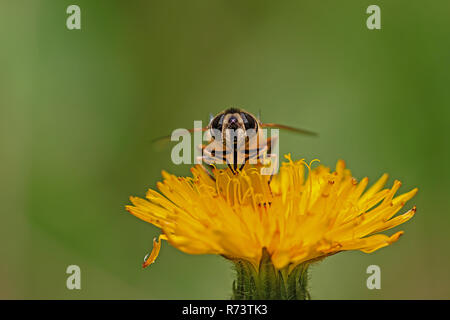 Biene auf Löwenzahn in der Nähe von sonnigen Tag im Sommer Stockfoto