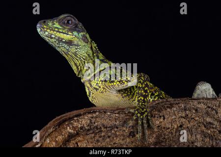 Webers sailfin Lizard (Hydrosaurus weberi) Stockfoto