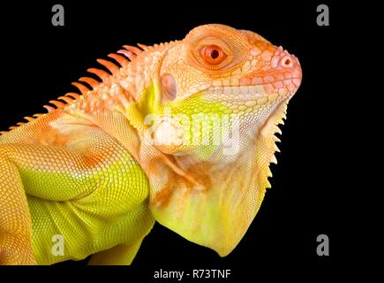 Crimson albino Leguan (Iguana iguana) Stockfoto