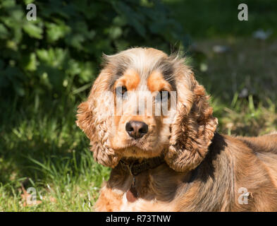 Sable farbige English Cocker Spaniel bei Camera suchen Stockfoto