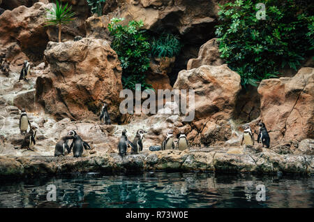Stand Gruppe von Galapagos Pinguin Spheniscus mendiculus auf Steinen und in der Nähe von Wasser spielen. Loro Park, Teneriffa, Kanarische Inseln, Spanien Stockfoto