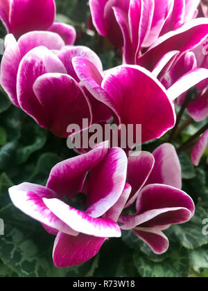 Fuchsia und weißen Alpenveilchen blühen. Stockfoto