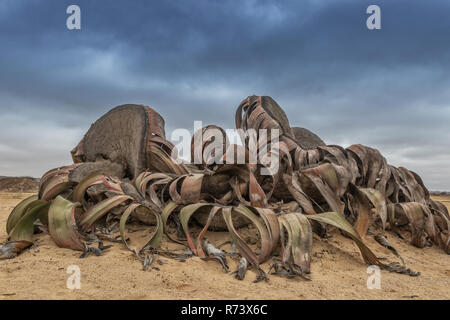 Seltene Pflanze bekannt als Welwitschia mirabilis, extrem selten gilt als lebendes Fossil. Wüste, Afrika, Namibe, Angola. Stockfoto