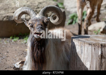 Lustige Markhor Ziege Liegewiese direkt in die Kamera schaut mit einem Auge halb geschlossen Stockfoto