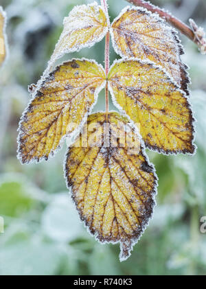 Dornbusch Blätter (Rubus fructicosus) mit einer Decke von Frost. Tipperary, Irland Stockfoto