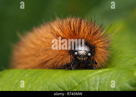 Ruby Tiger Moth Caterpillar (Phragmatobia fuliginosa) in Ruhe auf das Blatt. Tipperary, Irland Stockfoto