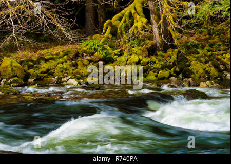Zauberhafte Landschaften, die beim Wandern entlang der Salmon River in Mt gesehen werden kann. Hood National Forest in der Nähe von Welches, Oregon Stockfoto