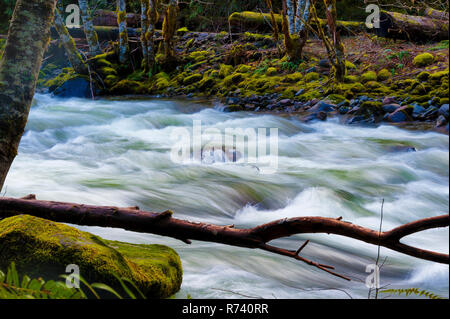 Zauberhafte Landschaften, die beim Wandern entlang der Salmon River in Mt gesehen werden kann. Hood National Forest in der Nähe von Welches, Oregon Stockfoto