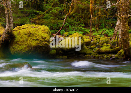 Zauberhafte Landschaften, die beim Wandern entlang der Salmon River in Mt gesehen werden kann. Hood National Forest in der Nähe von Welches, Oregon Stockfoto