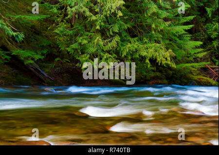 Zauberhafte Landschaften, die beim Wandern entlang der Salmon River in Mt gesehen werden kann. Hood National Forest in der Nähe von Welches, Oregon Stockfoto