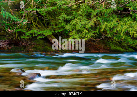 Zauberhafte Landschaften, die beim Wandern entlang der Salmon River in Mt gesehen werden kann. Hood National Forest in der Nähe von Welches, Oregon Stockfoto