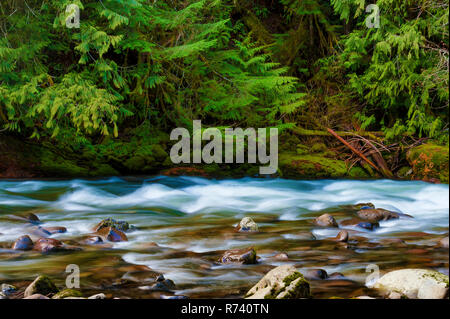 Zauberhafte Landschaften, die beim Wandern entlang der Salmon River in Mt gesehen werden kann. Hood National Forest in der Nähe von Welches, Oregon Stockfoto