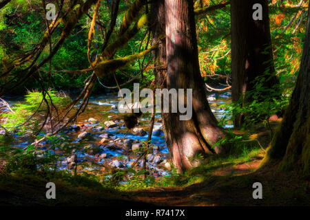 Schattig einladende Rastplätze beim Wandern entlang des Salmon River, welches in der Nähe von Oregon im Mt. Hood National Forest Stockfoto