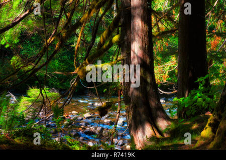 Schattig einladende Rastplätze beim Wandern entlang des Salmon River, welches in der Nähe von Oregon im Mt. Hood National Forest Stockfoto