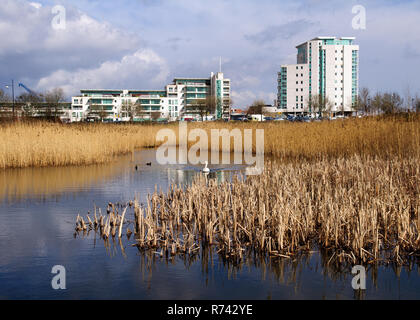 Cardiff, Wales, UK - 17. März 2013: moderne Apartment Gebäuden Aufstieg hinter einer kleinen Reed-gefüllten See in der Bucht von Cardiff Feuchtgebiete finden, Teil einer Ma Stockfoto