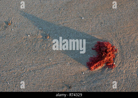 Rote Algen und Schatten auf dem strukturierten Sand bei Sonnenaufgang. Antithamnion plumula Algen Stockfoto