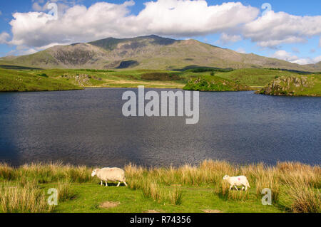 Snowdon Mountain steigt von der Küste von Llyn y Dywarchen, einem kleinen See ar Rhyd-Ddu im Snowdonia National Park, North Wales. Stockfoto