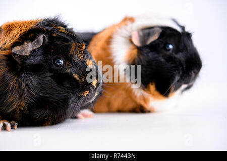 Zwei schwarze, weiße und rote Meerschweinchen Stockfoto