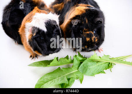 Zwei schwarze, weiße und rote Meerschweinchen Stockfoto