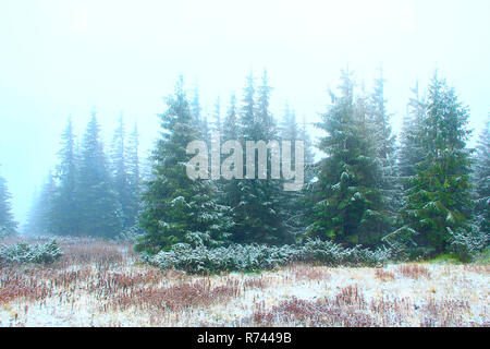 Wald mit Tannen nach dem ersten Schnee im Jahr. Düstere Tannenholz Stockfoto