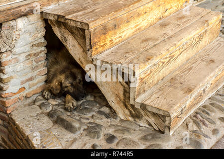 Obdachlose brauner Großer Hund schläft auf dem Steinboden unter der hölzernen Treppen. Stockfoto
