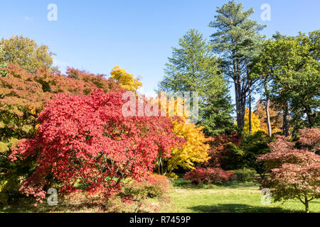 Herbst Farben bei Westonbirt Arboretum, Gloucestershire, Großbritannien Stockfoto