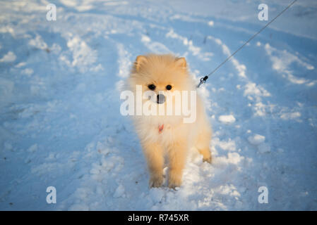 Pomeranian Hund im Schnee. Spitz auf dem Schnee. Am Morgen. In der Sonne. Hund an der Leine Stockfoto