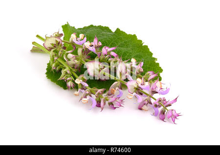 Salvia sclarea, Clary, oder clary sage, ist eine Biennale oder kurzlebige Stauden mehrjährig in der Gattung Salvia. Auf weissem Hintergrund. Stockfoto