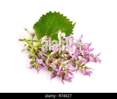 Salvia sclarea, Clary, oder clary sage, ist eine Biennale oder kurzlebige Stauden mehrjährig in der Gattung Salvia. Auf weissem Hintergrund. Stockfoto