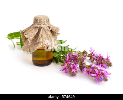 Lythrum salicaria, Blutweiderich, gespickt Felberich, oder lila Lythrum. Isoliert. Stockfoto