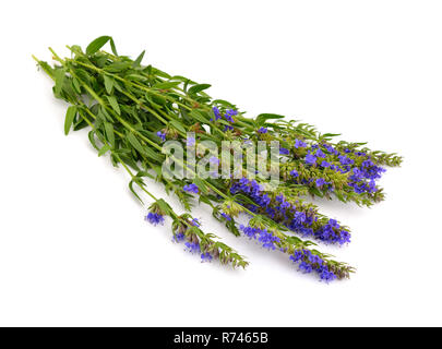 Oder ysop Hyssopus officinalis. Auf weissem Hintergrund. Stockfoto