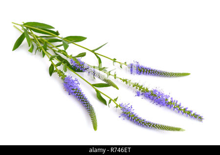 Veronica longifolia, bekannt als Garten speedwell oder longleaf speedwell. Isoliert. Stockfoto