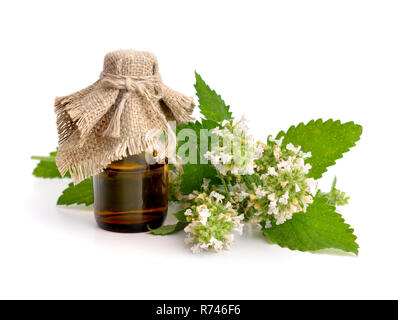 Nepeta Cataria, allgemein bekannt als Katzenminze, catswort oder Katzenminze Stockfoto