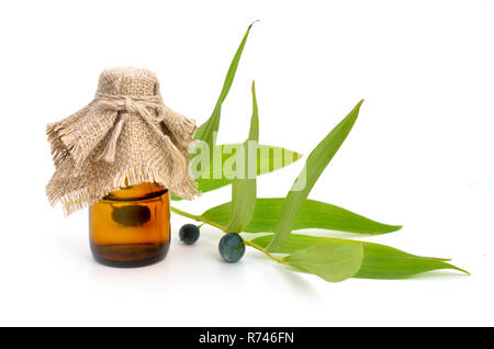 Bell odoratum (eckig Salomo Dichtung oder duftenden Salomos Siegel). Stockfoto