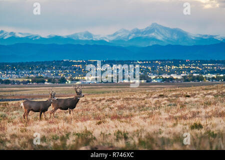 Die Hirsche auf Landschaft, Stadtlandschaft, Longs Peak, Rocky Mountains, Denver, Colorado, USA Stockfoto